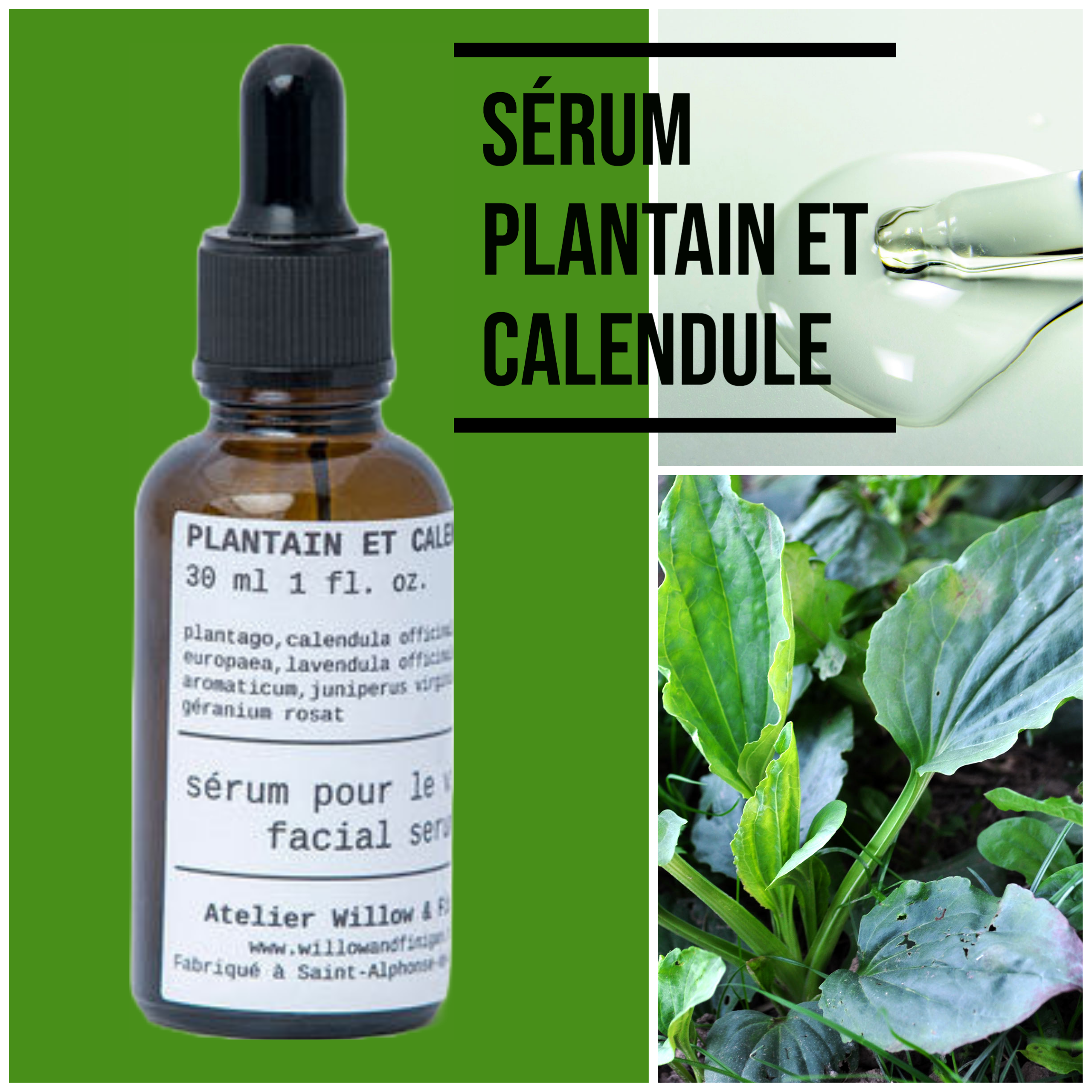 Sérum Plantain | Calendule